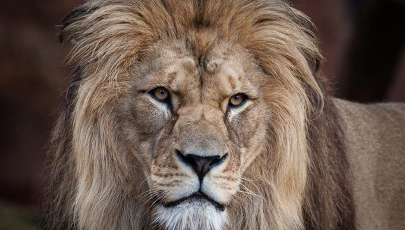 Son las leonas que se encargan de cazar y los leones son los que patrullan la manada de día y de noche. Cuando el león caza lo hace por deporte que por necesidad.