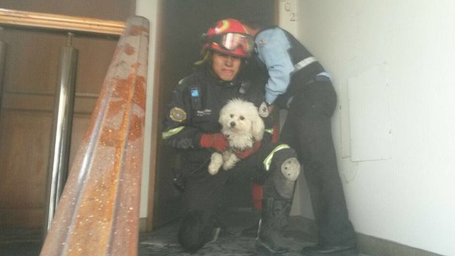 Un perrito fue rescatado en un incendio en Surco. (Municipalidad de Surco)