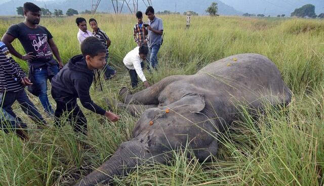 Tren mata a dos elefantes en India. Foto: Reuters