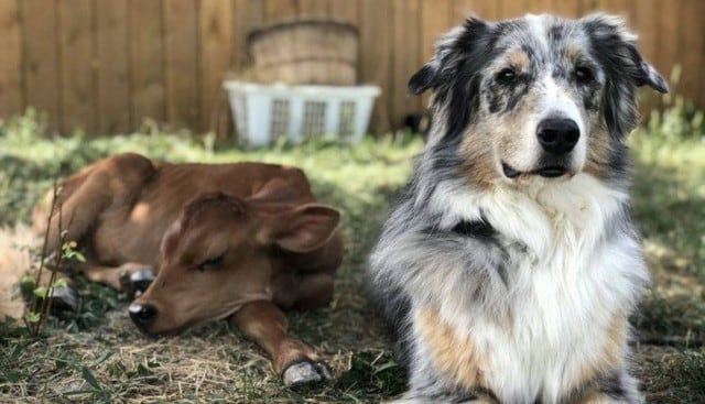 Lincoln, un perro de raza pastor australiano, y la vaca Calvin se convirtieron en grandes amigos desde el primer momento en que se vieron. (Fotos: The Dodo)