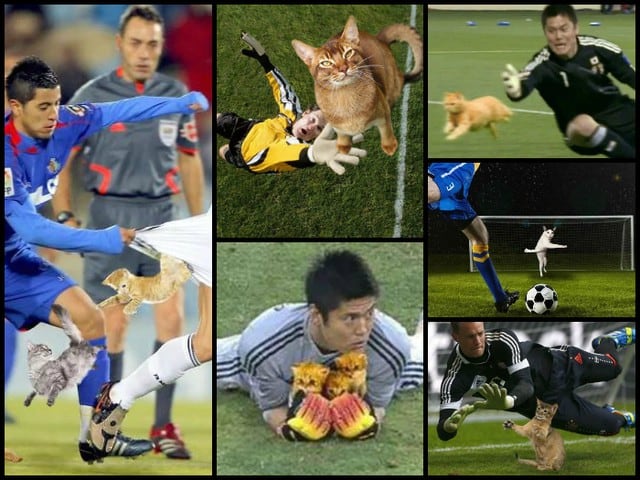 Fútbol y photoshop: Cuando los gatos invaden el campo de juego [FOTOS]