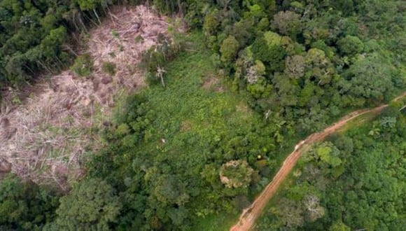 Advierten que de continuar la deforestación y tráfico ilícito de animales se podría desencadenar 1.200 nuevos virus en la Amazonía peruana. Foto: GEC