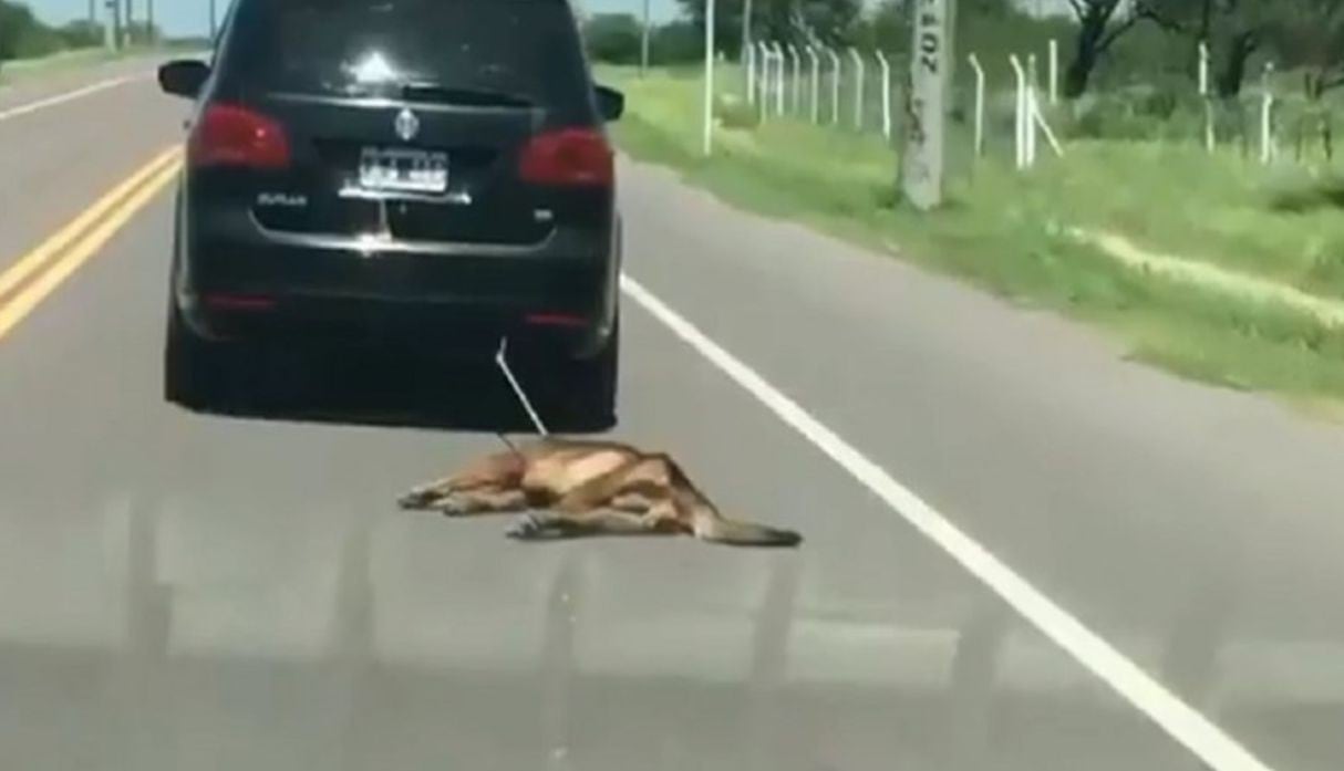 Arratsró a un perro muerto por la carretera.