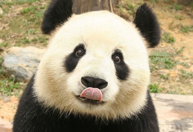 El Centro de Cría de Pandas de Chengdou estima que la supervivencia de crías en confinidad ha crecido en 98%, pero reincorporar esta especie animal en su hábitat natural tardaría un promedio de 15 años en lograrse.