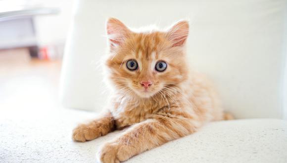 El gatito se convirtió en un integrante más del staff médico de la veterinaria. (Foto: Pexels/Referencial)