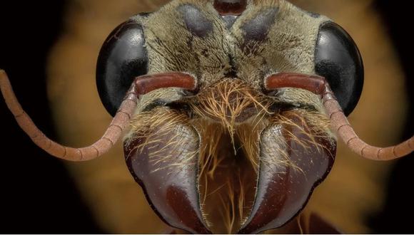 Al parecer, soñar con las hormigas poseen más de un significado (Foto: Eduard Florin Niga)
