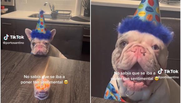 Una mascota se emocionó el día de su cumpleaños. (Foto: @portosantino / TikTok)