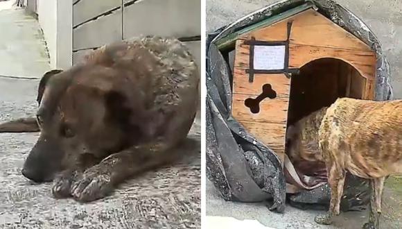 El can se encontraba triste sin su casa. Horas después fue devuelta por los ladrones. (Captura: ecuavisa.com).