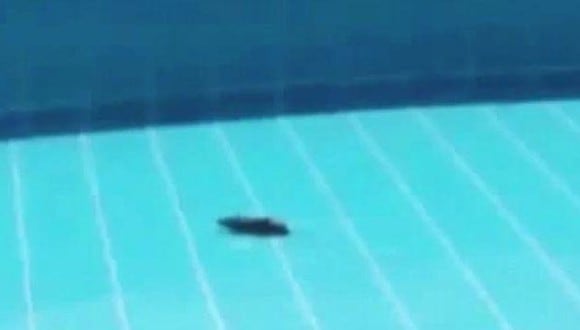 Ratas en piscina para niños: Circolo Italiano ofrece disculpa y explica hecho