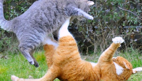 ¿Cómo hacer para que dos gatos que viven juntos dejen de pelear? (Foto: TN)