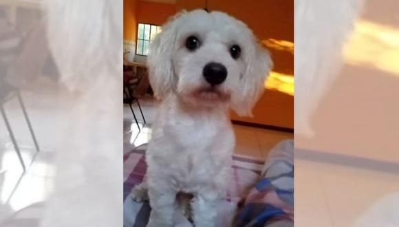 Andrea Torres se encuentra en Murcia (España) por trabajo y difunde en redes sociales su caso para poder rescatar a s mascota. (Foto: Captura)