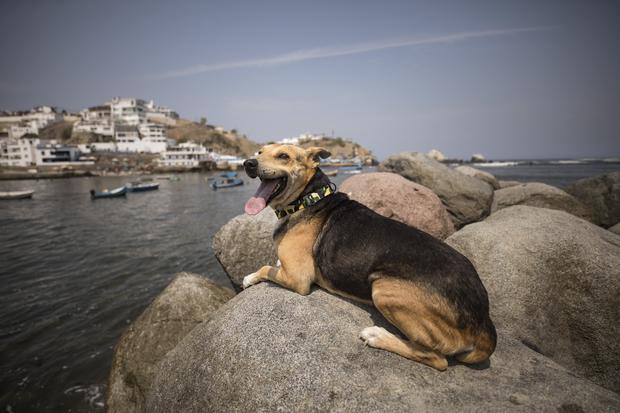 Vaguito es un perro de trece años que busca a su dueño entre los botes de pesca. fotos: joel alonzo/gec