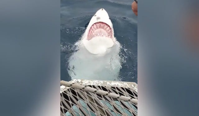 Se hizo viral en Facebook el momento en que un tiburón le sonríe a un grupo de turistas. (Foto: Captura)