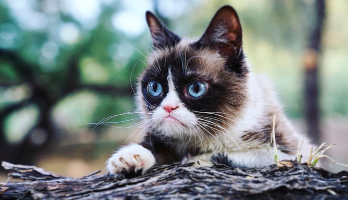 Siempre nos quedarán sus memes: ha muerto la gata Grumpy Cat, la felina más popular y enfadad de toda la internet. (Facebook)