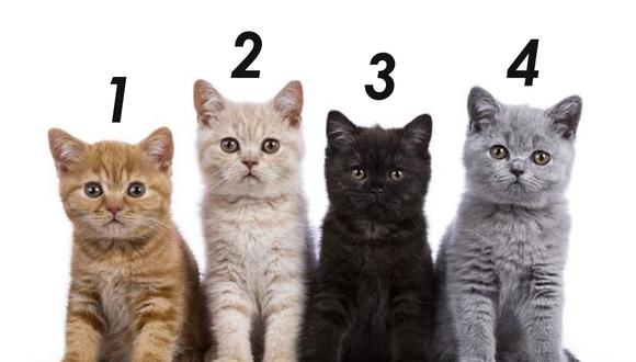 Solo puedes elegir a 1 de los 4 gatos para conocer más sobre tu personalidad.