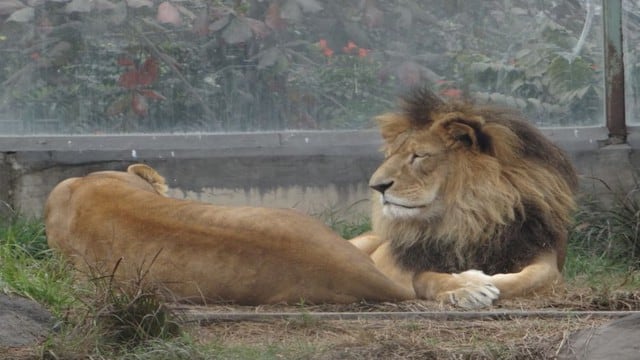 Zoológico de Huachipa: ‘Simba’ y ‘Leya’ se reencontraron (Zoológico de Huachipa)