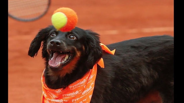 Los perritos ‘recogepelotas’ del tenis, se han vuelto una sensación. (Foto: Facebook/abeac.org)