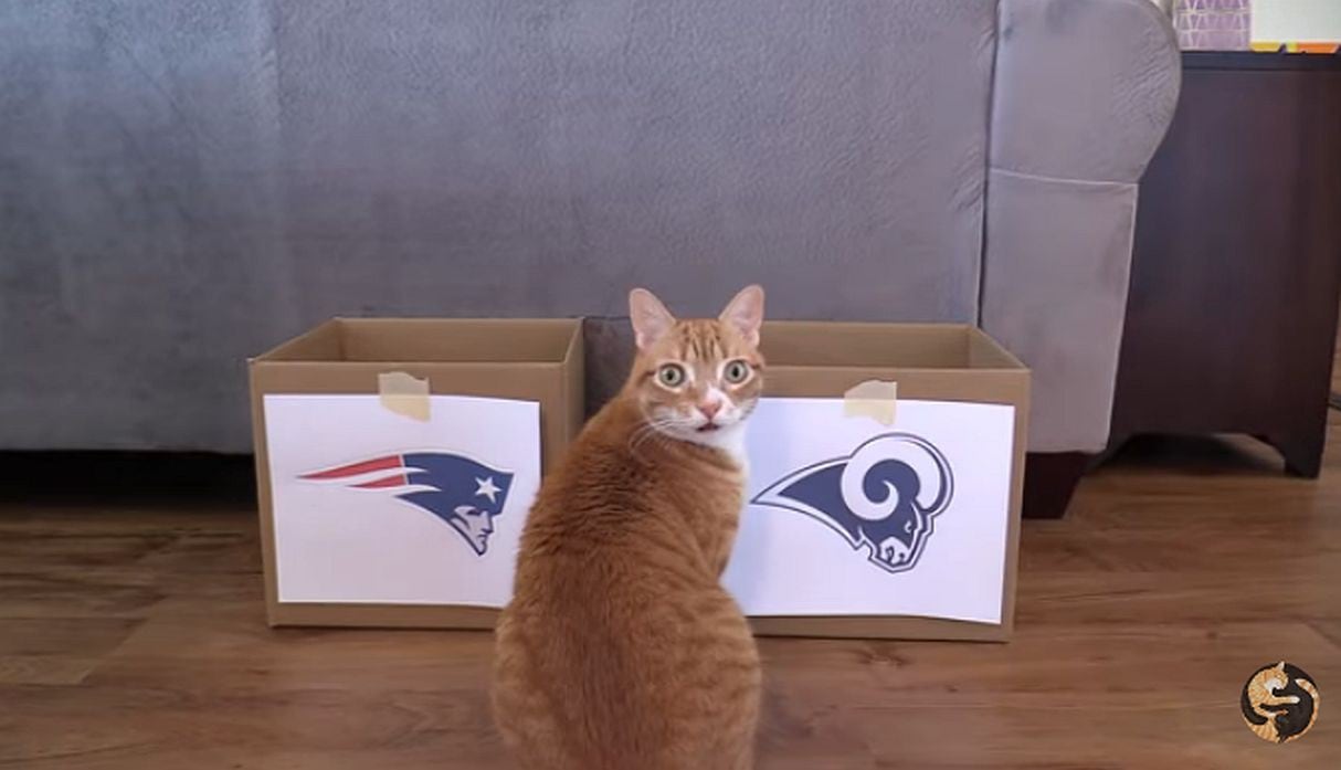 Mientras todo Estados Unidos está contando las horas para que inicie el Super Bowl 2019, estos gatos ya tienen claro quién ganará. (Foto: captura YouTube)
