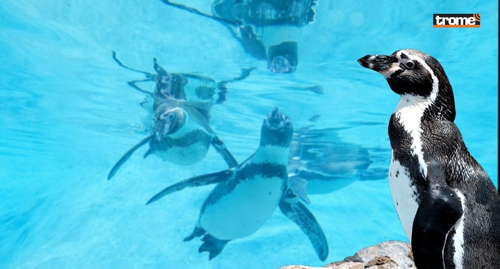 El Parque de las Leyendas presenta exhibición subacuática de pingüinos de Humboldt, en su Centro de Interpretación de Aves Marinas.  (Trome / Municipalidad de Lima)