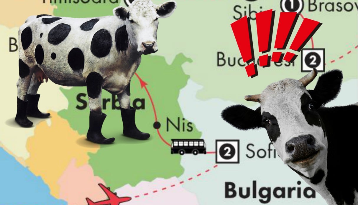 Noticias insólitas: Una vaca búlgara cruza la frontera con Serbia y ahora corre inminente peligro de muerte