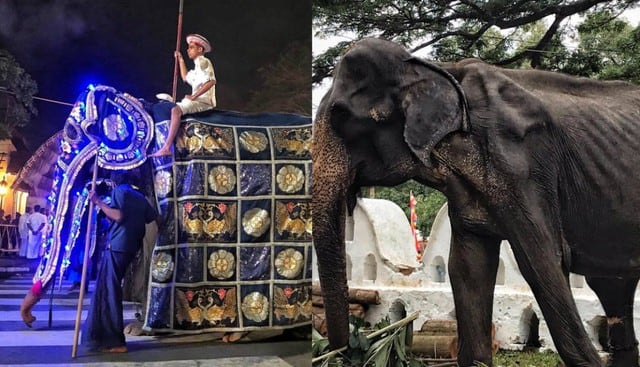 Denuncian que ocultan debilitado cuerpo de elefante de 70 años para que participe en famoso festival. Foto: Facebook de Save Elephant Foundation