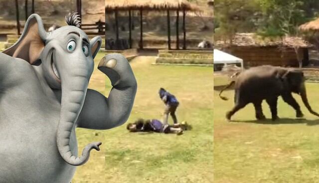 Elefanta demostró su "gran" amor hacia su cuidador con esta prueba. (Fotos: Captura de YouTube)