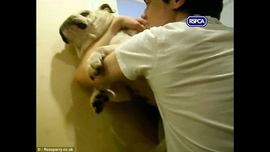 Brutal maltrato a perro bulldog genera indignación en Inglaterra (Foto: YouTube)