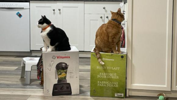 Las dueñas de los gatos han puesto cajas vacías de la misma marca, pero los 'secuestradores' se niegan a liberar a la 'rehén'. (Foto: Temperamental Chucklefuck and Friends / Facebook)