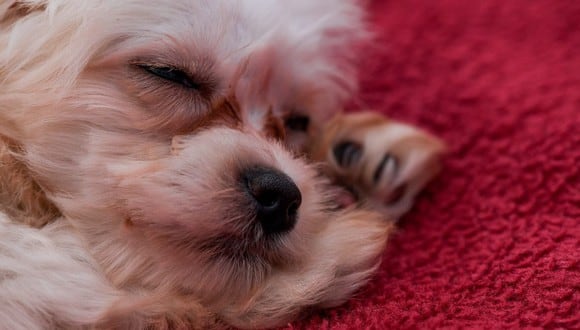 El hecho de que tu perro llore no significa necesariamente que está en peligro. (Foto: Tomasz Brzozowski / Pexels)