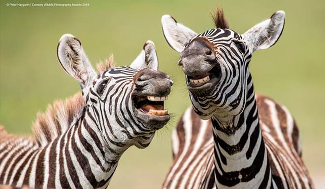 Las mejores fotografías del mundo animal, con un toque de humor y comedia. En Facebook se compartieron a los finalistas. (Foto: Comedy Wildlife Photography Awards)