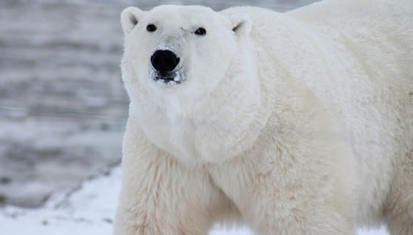 Los osos polares, al ver que su 'presa' no se dejaría comer, prefirieron dar media vuelta y desaparecer de escena. (Foto: Pexels)