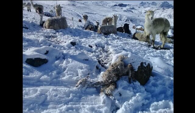 Las nevadas mataron animales y dañaron cultivos. (Fotos: Trome).