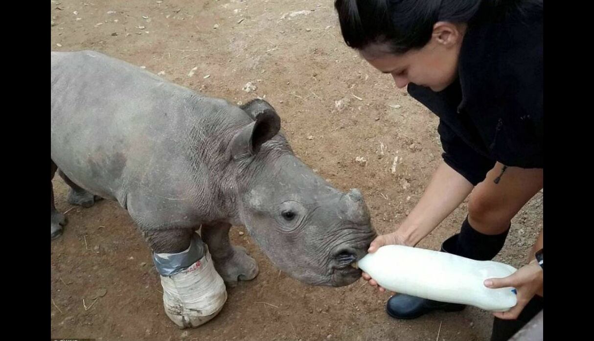 (Facebook Care for Wild Rhino Sanctuary)