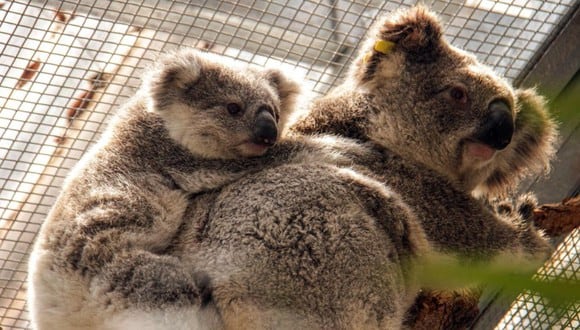 La mitad de koalas en Australia ya han muerto.