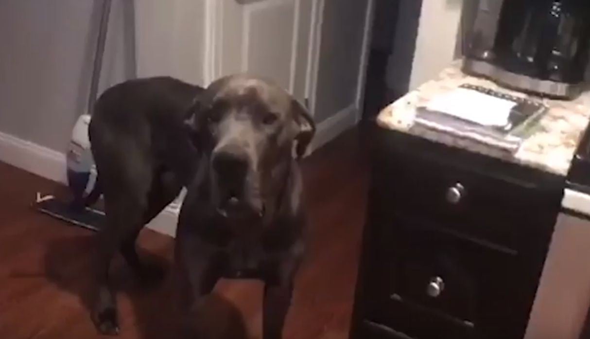 El can, al ser interrogado por su dueño, mostraba signos de culpabilidad. (YouTube: Caters Clips)