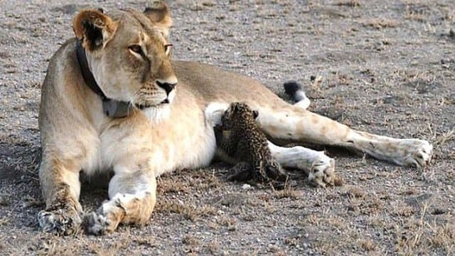 Leona adopta a leopardito en Tanzania.