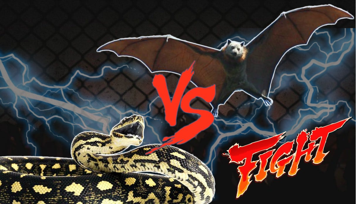 ¿Quién ganó en este duelo a muerte entre serpiente y murciélago?