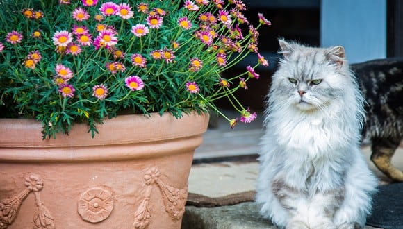 El gato persa se puede encontrar prácticamente en todos los colores conocidos.
Foto: Pexels.