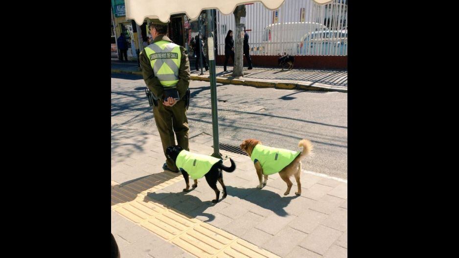 Policías en Chile adoptan perros callejeros y los integran a su equipo. (@bombicum en Twitter)