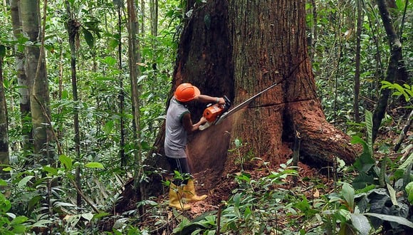 Capacitan a profesionales para reducir la deforestación en la Amazonía y los impactos del cambio climático (Imagen: Osinfor)