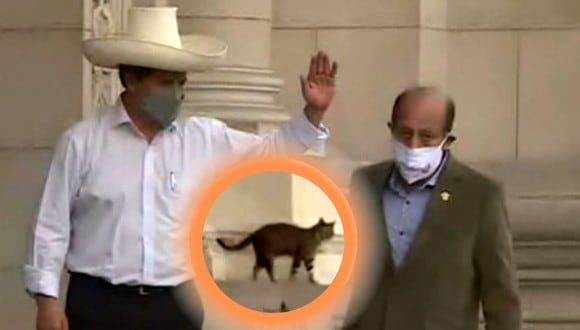 Castillo despide a bancada de Perú Democrático de Palacio y se cuela ‘el gato presidencial’