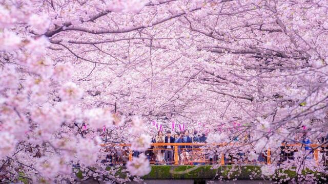 Esto es lo que pasa cuando miles de flores de cerezo caen a un lago en Tokio. Foto: Danilo Dungo/National Geographic
