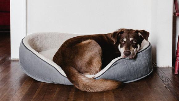La cama adecuada para tu mascota necesita cumplir con algunos requisitos. (Foto: Pexels)