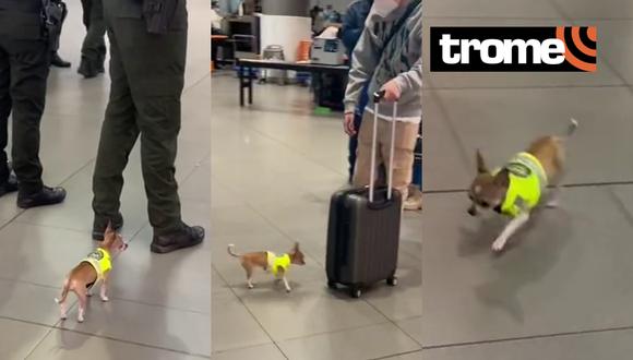Un video viral muestra cómo un adorable Chihuahua trabaja como perro antidrogas en un aeropuerto. | Crédito: @agatafornasa / TikTok