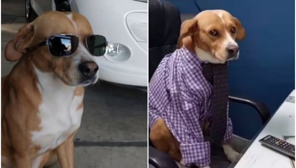 Concesionaria es furor en redes sociales por tener como "vendedores" a perros rescatados: "el jefe del equipo". (Foto: @automotoreslipari / Instagram)