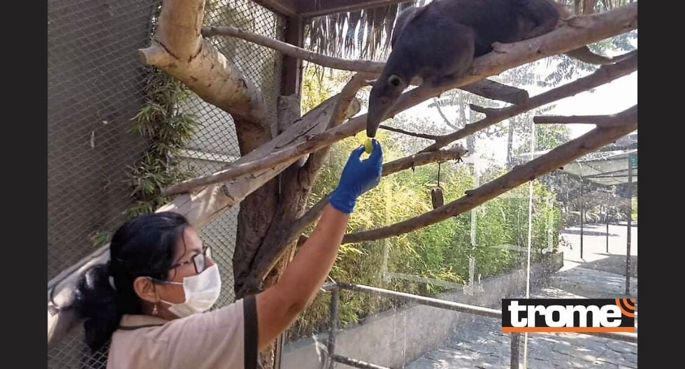 Zoológico de Huachipa toma precauciones por el Coronavirus en el Perú