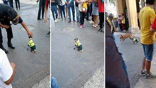 Viral: Perrita policía enternece a transeúntes en el Centro de Lima