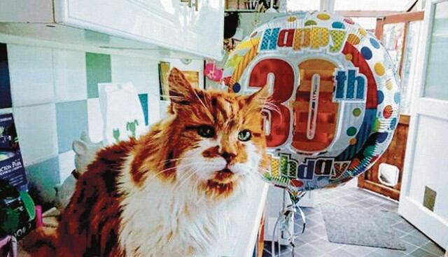 En Reino Unido, el gato más longevo del mundo cumplió un año más de vida.