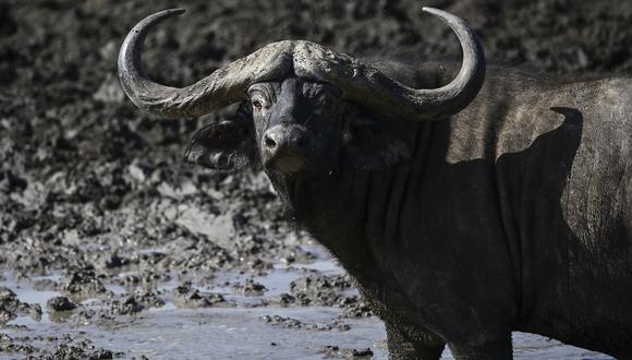 El búfalo, de aproximadamente 1.100 kilos, embistió al cazador pese a recibir varios impactos de bala. (Foto referencial:  TONY KARUMBA / AFP)
