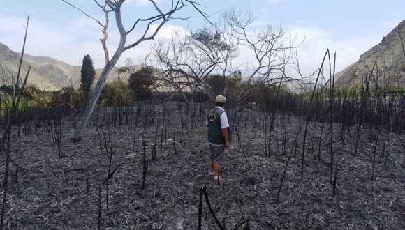 Áncash: Bomberos logran extinguir feroz incendio forestal en Huarmey (Foto: COER)